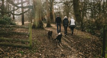Family walking in a woodland in winter with two dogs