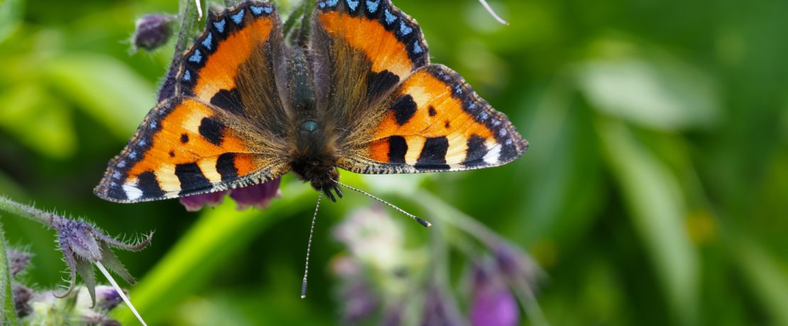 A tortoiseshell butterfly on a flower