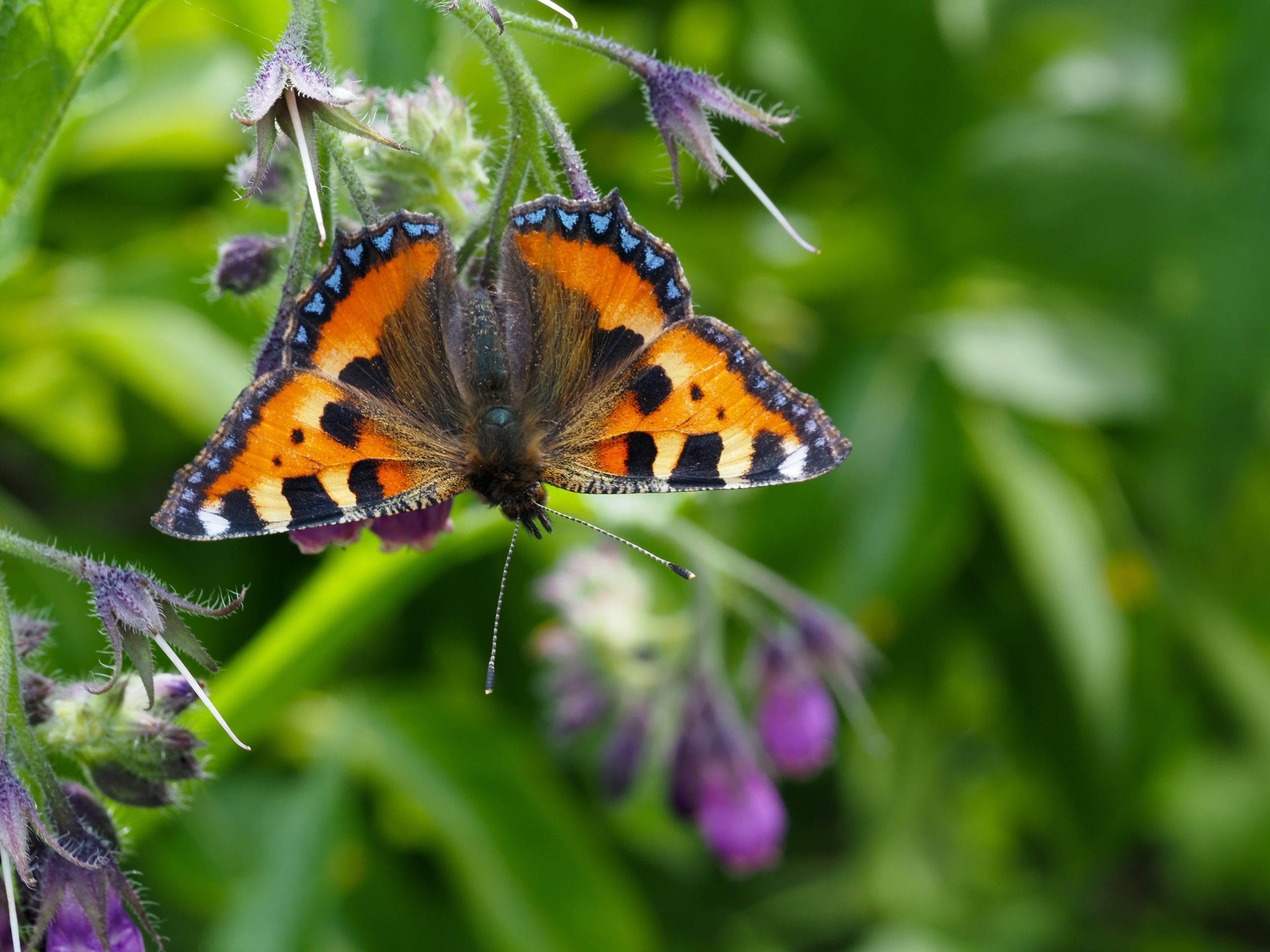 A tortoiseshell butterfly on a flower