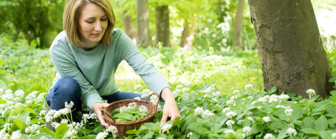 Woman picking wild garlic in woodland