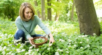 Woman picking wild garlic in woodland