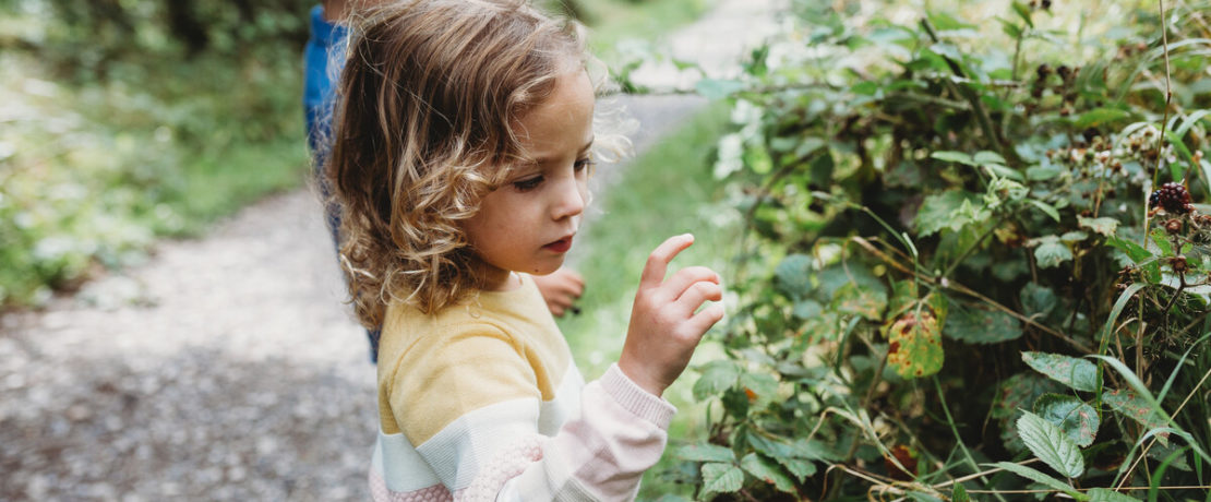 Children interacting with a hedgerow