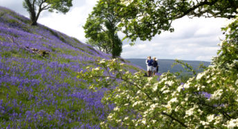 People walking among purple flowers